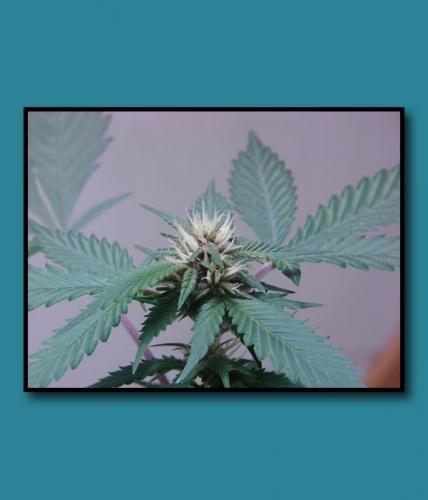 An image of Sour Pineapple Cookies