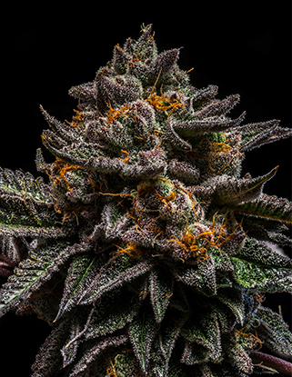 An image of Brain Cake