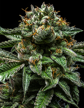 An image of ChemPie