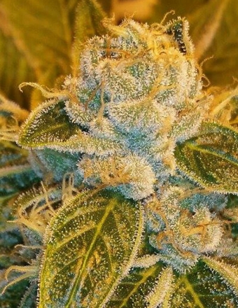 An image of Sour Ripper