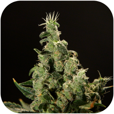 An image of Amnesia Haze