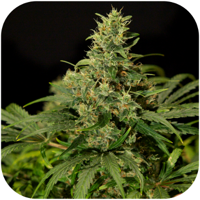 An image of Skunk NL