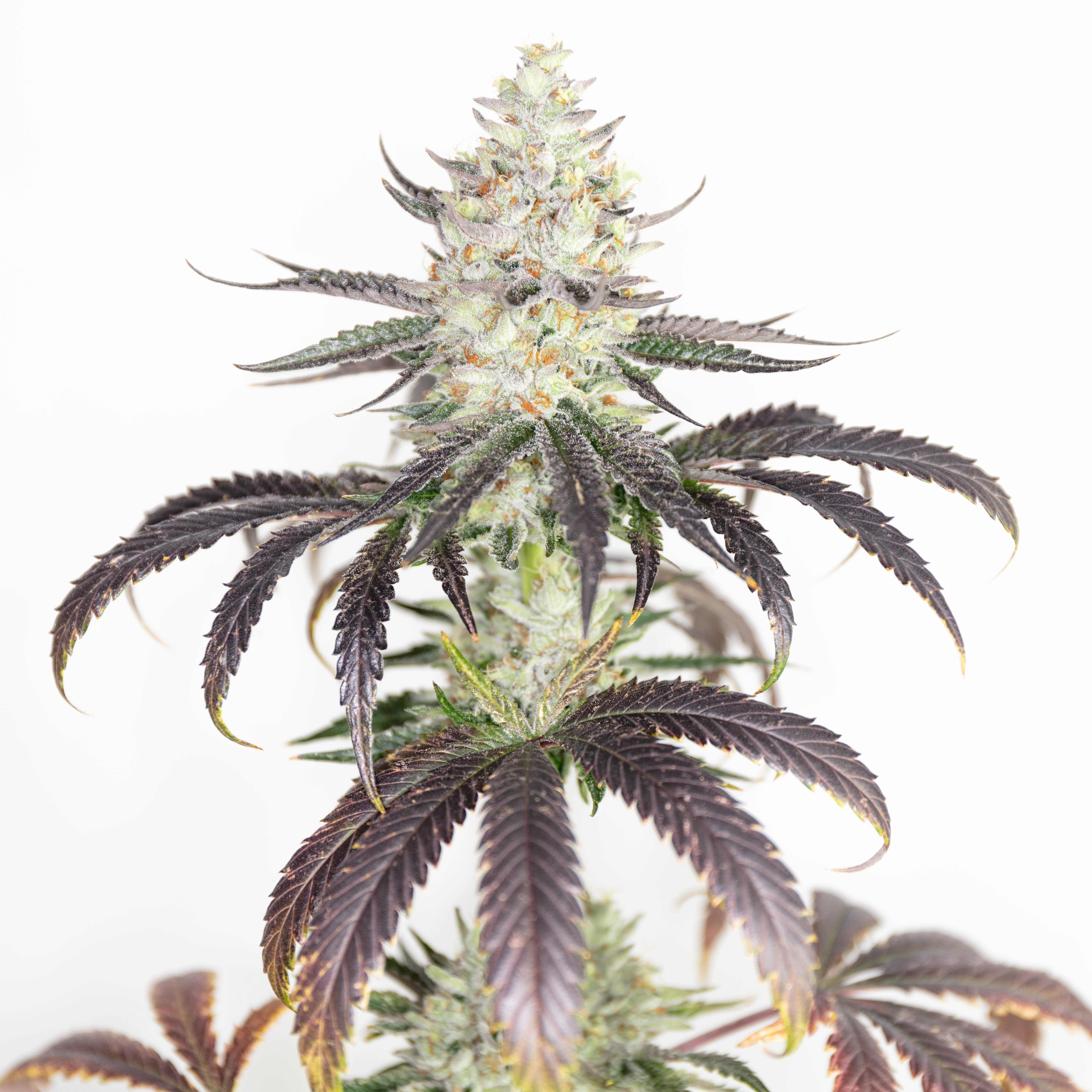 Fritter Bomb (Romulan Genetics) :: Cannabis Strain Info :: SeedFinder.eu