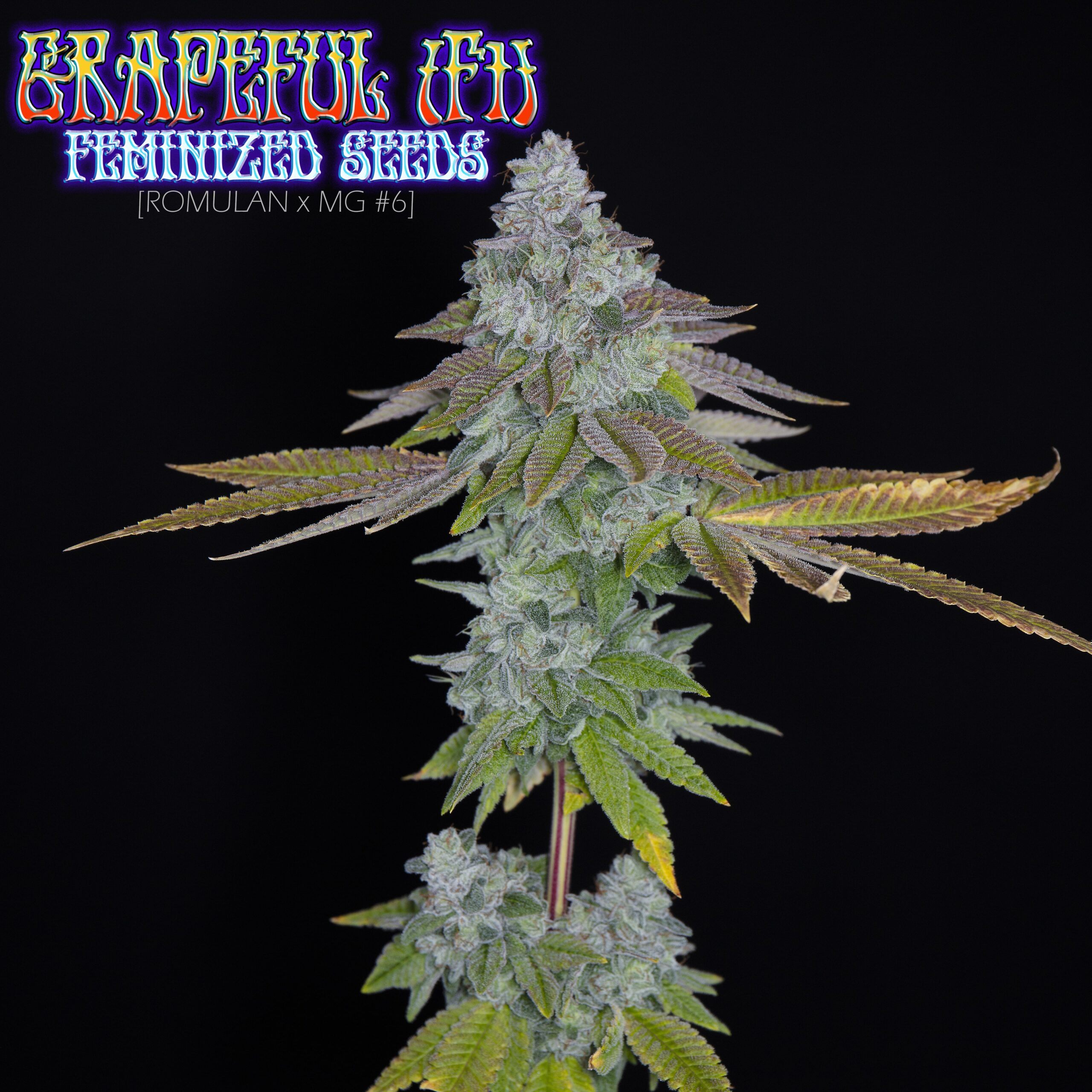 An image of Grapeful