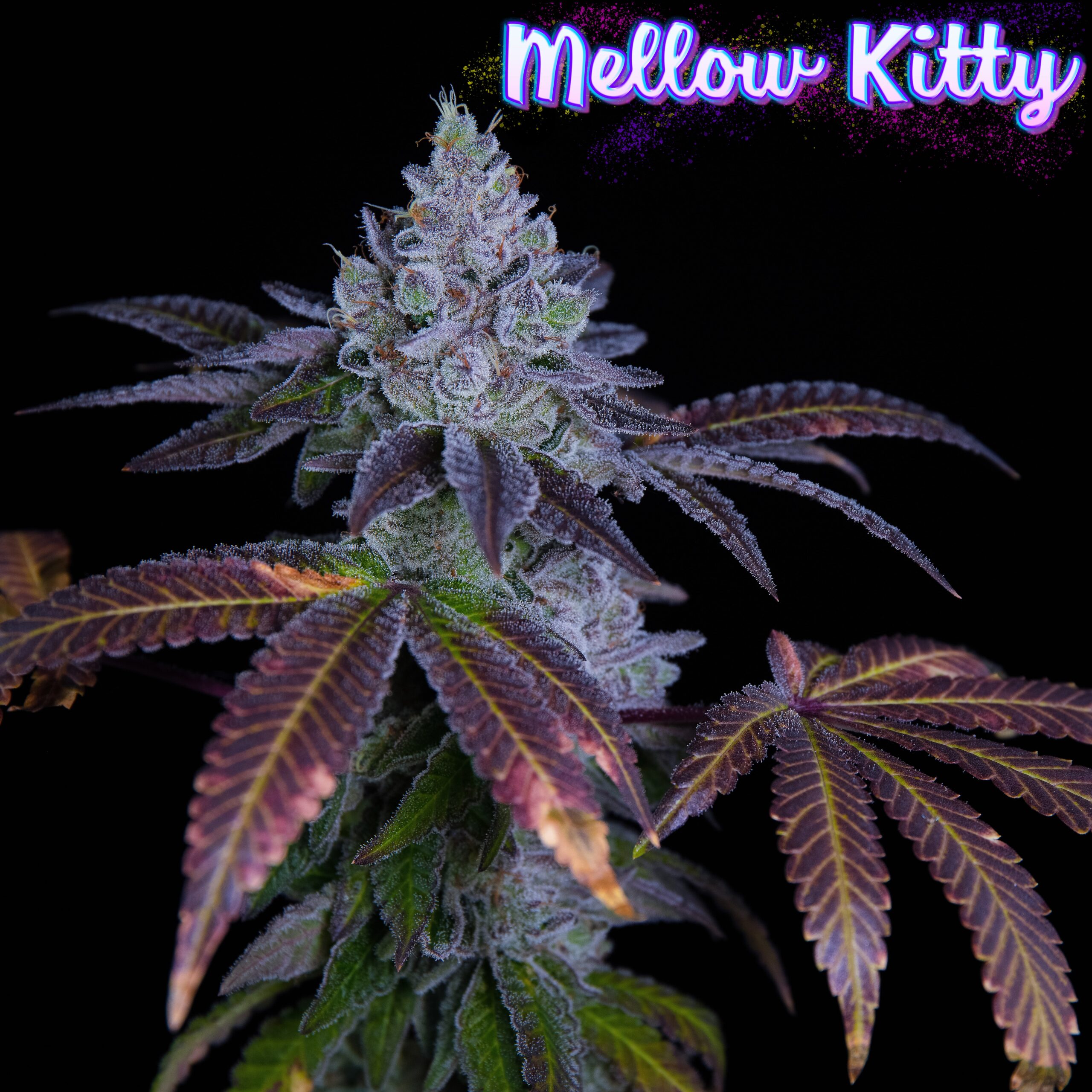 An image of Mellow Kitty