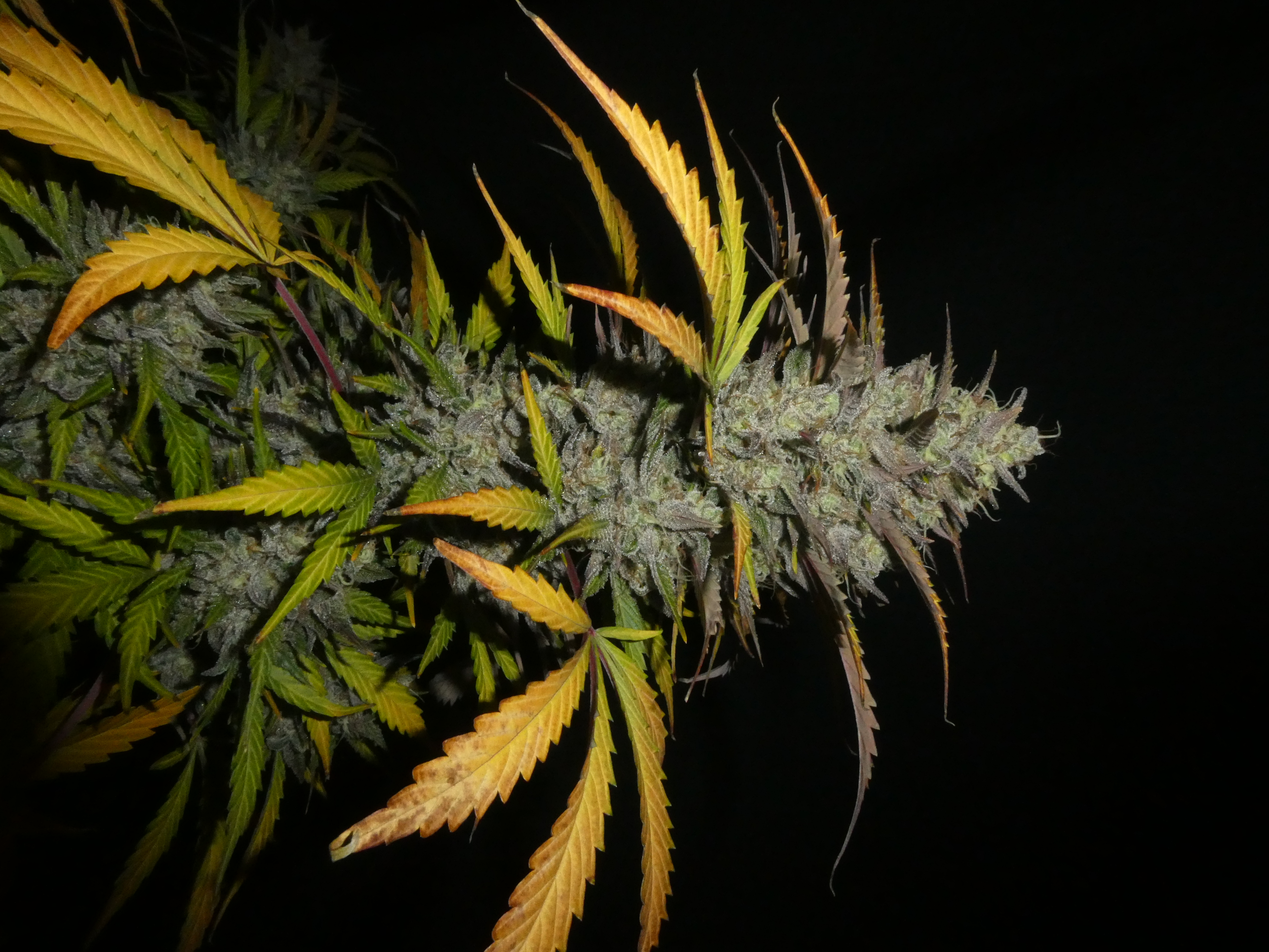 An image of Smoke