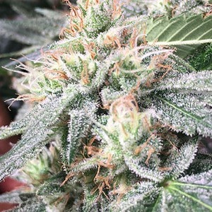 An image of Long Beach Tangie
