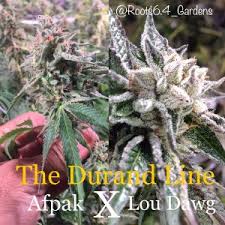 An image of The Durand Line