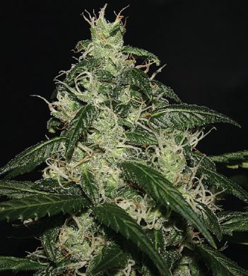 An image of L.A. Cheese