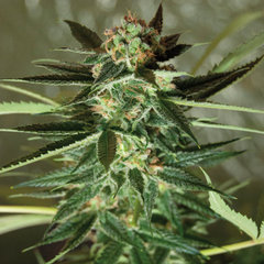 An image of Strawberry Kush
