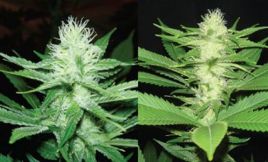 An image of Trainwreck