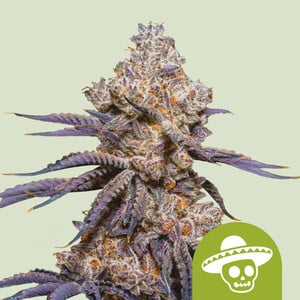 An image of Mexican Rush Auto