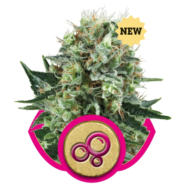 An image of Bubble Kush