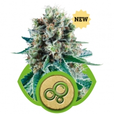 An image of Bubble Kush Automatic