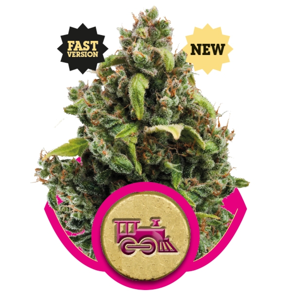 An image of Candy Kush Express