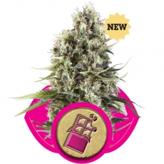 An image of Chocolate Haze