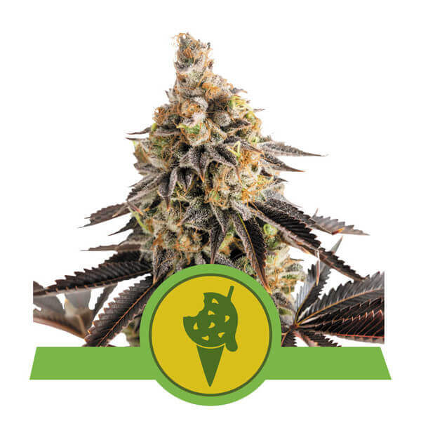 An image of Cookies Gelato Automatic