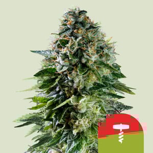 An image of Corkscrew Auto