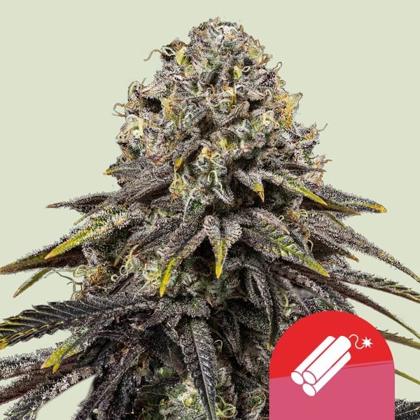An image of Dynamite Diesel