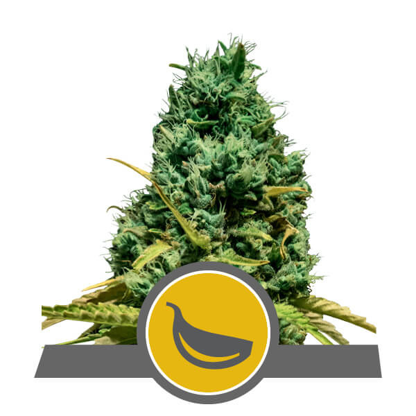 An image of Garlic Mist