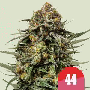 An image of Gelato 44