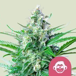 An image of Grape Ape