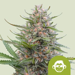 An image of Grape Ape Auto