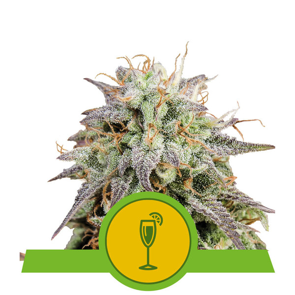 Mimosa Automatic (Royal Queen Seeds) :: Cannabis Strain Info