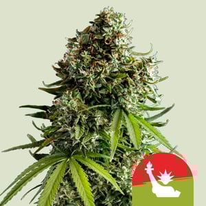 An image of NYC Sour D Auto