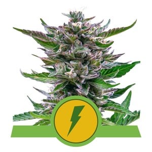An image of North Thunderfuck Auto