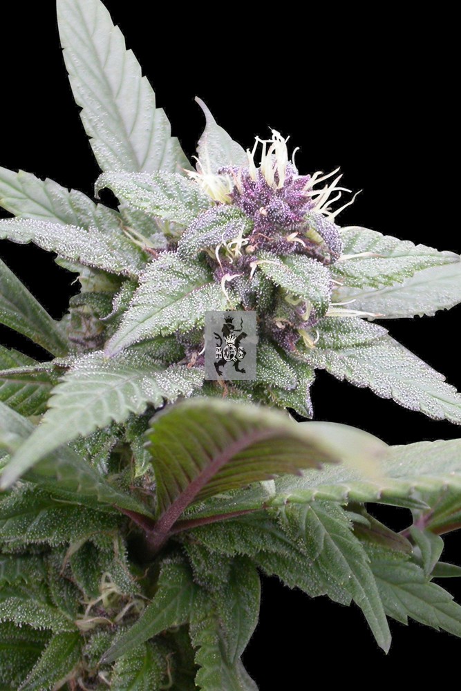 An image of Royal Bluematic