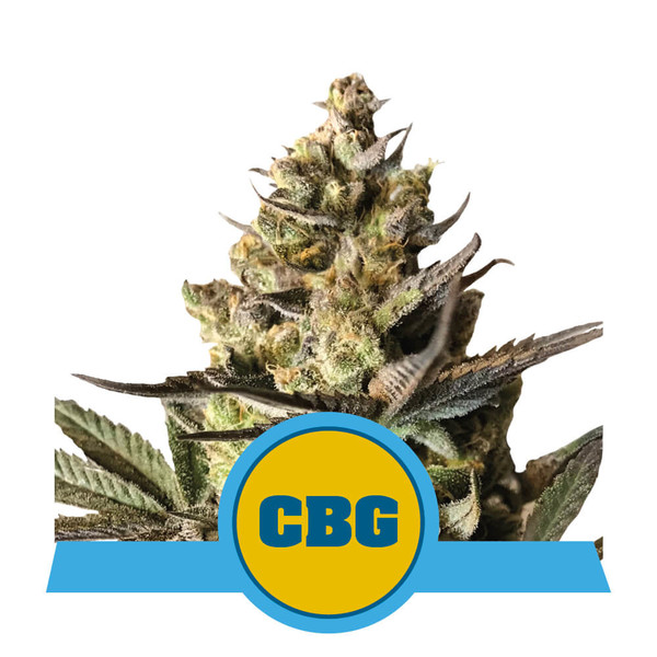 An image of Royal CBG Automatic