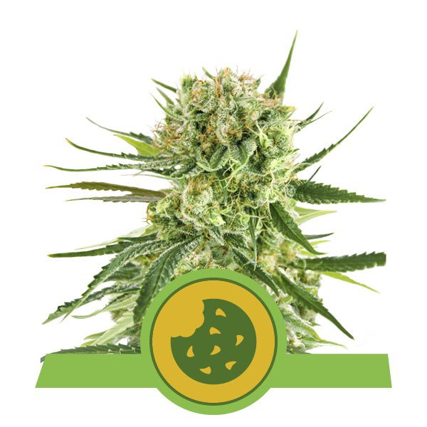 An image of Royal Cookies Automatic