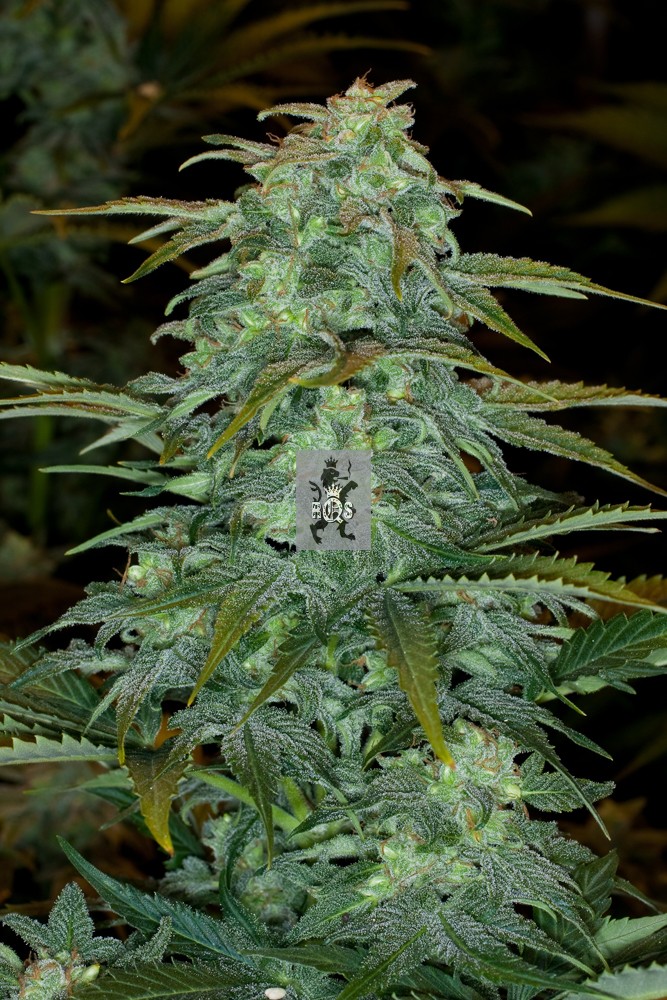An image of Royal Haze Automatic