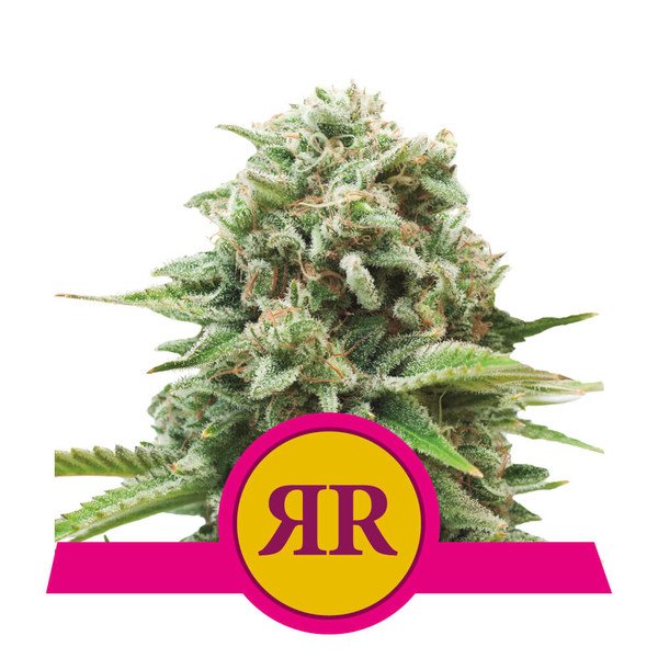 An image of Royal Runtz