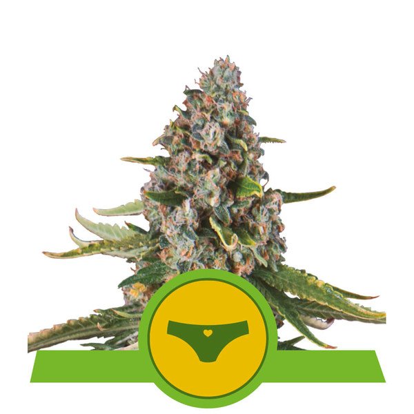 An image of Sherbet Queen Automatic