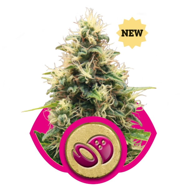 An image of Somango XL