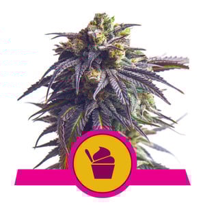 An image of Sundae Driver
