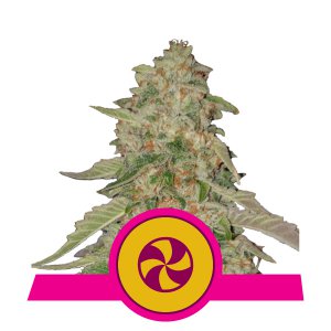 An image of Sweet Zkittlez