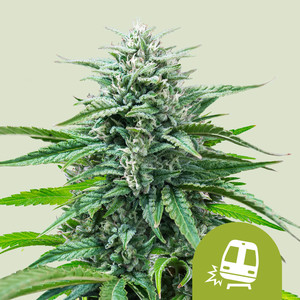 An image of Trainwreck Auto