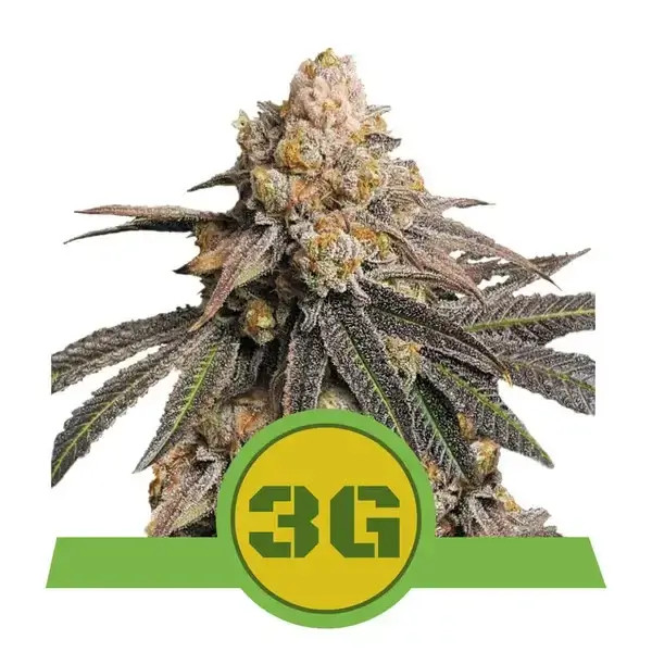 An image of Triple G Automatic