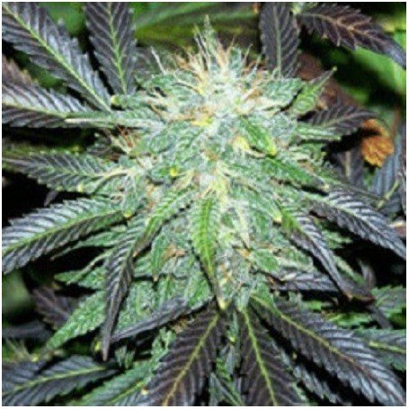 An image of Black Domina Auto
