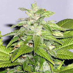 An image of Early Bird Skunk