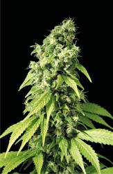 An image of Northern Lights #9