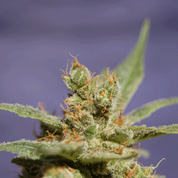 An image of Rhode Island Skunk