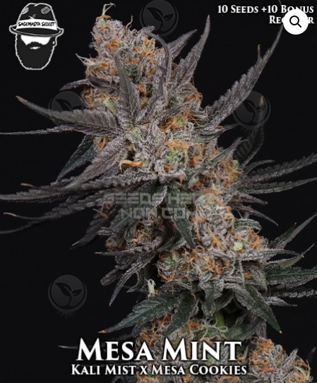 An image of Mesa Mist