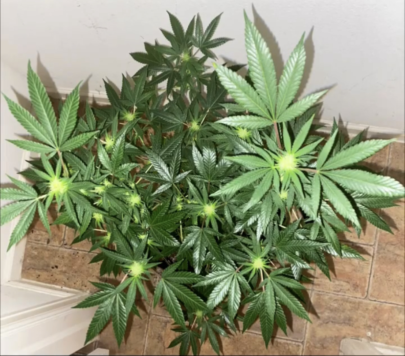 An image of Chocolate Hash Breath