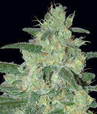 An image of Holy Grail 69