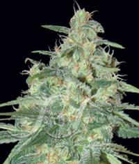 An image of Sweet Black Angel