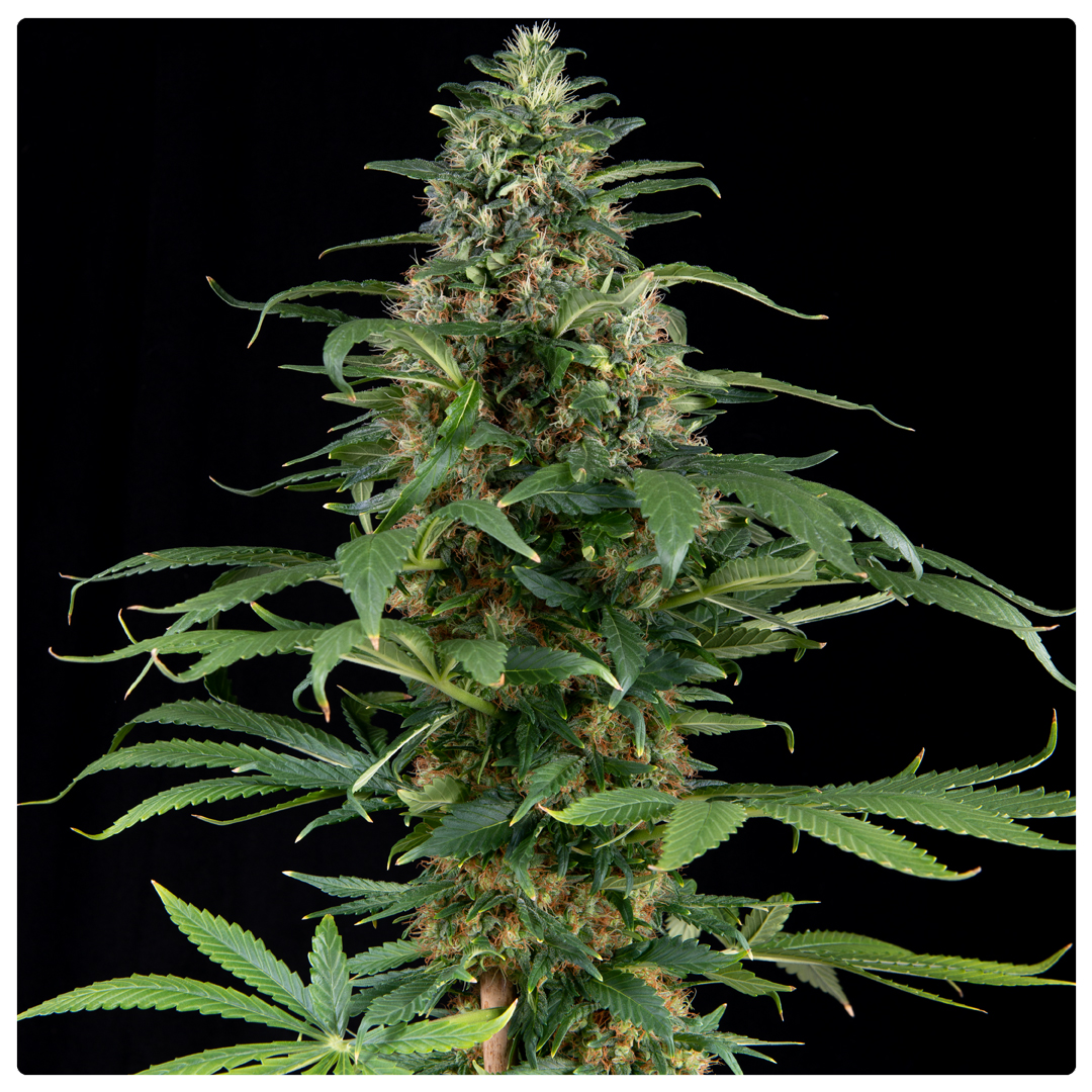 An image of Motherlode Kush